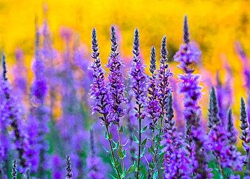 《最终幻想起源：天堂的陌生人》主机版本现已可抢先体验