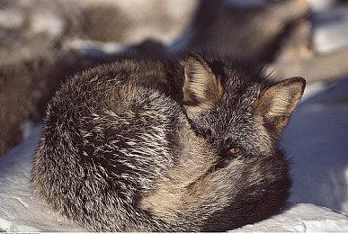 在Xbox Showcase、Tribeca Festival以及更多活动上聚焦《瘟疫传说：安魂曲》